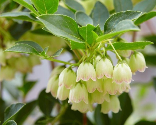 Glockige Prachtglocke - Enkianthus campanulatus ' Prettycoat' 30-40cm