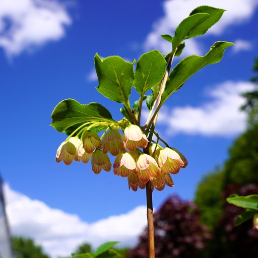 Glockige Prachtglocke - Enkianthus campanulatus ' Prettycoat' 50-60cm