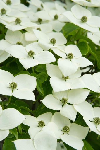 Chinesischer Blumen-Hartriegel - Cornus kousa var. chinensis 'Milky Way' 60-80cm