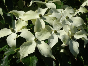 Japanischer Blumen-Hartriegel - Cornus kousa 'Robert's Select' 60-80cm