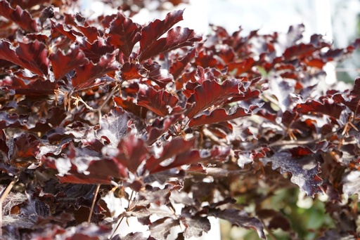 Rotbuche - Fagus sylvatica 'Rohan Weeping' Stammhöhe-80cm