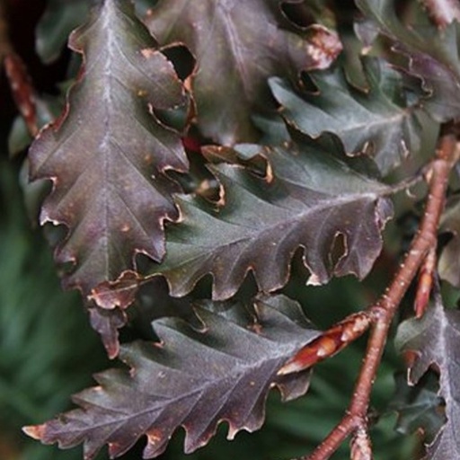 Rotbuche - Fagus sylvatica 'Rohan Weeping' Stammhöhe-80cm