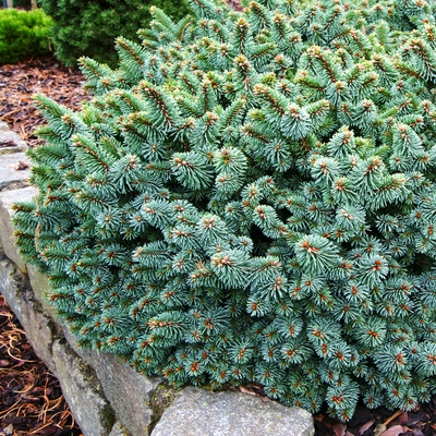 handveredelte Miniaturfichte - Picea glauca 'Jaspar' -  Miniaturfichte blau- nadelig