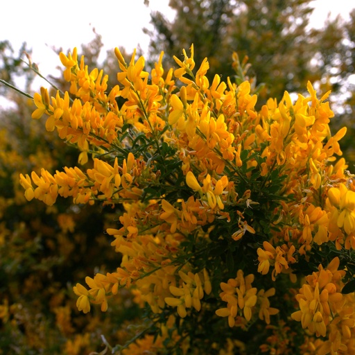 Steinginster / Syrischer Ginster - Genista lydia