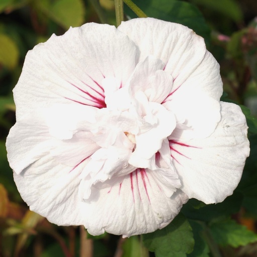 Garteneibisch - Hibiscus syriacus 'China Chiffon'® 40-50cm