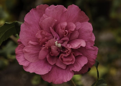 Garteneibisch - Hibiscus syriacus 'Magenta Chiffon' 40-50cm