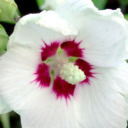 Garteneibisch - Hibiscus syriacus 'Red Heart'
