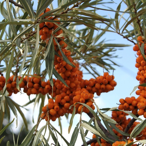 Sanddorn weiblich - Hippophae rhamnoides 'Leikora' 40cm