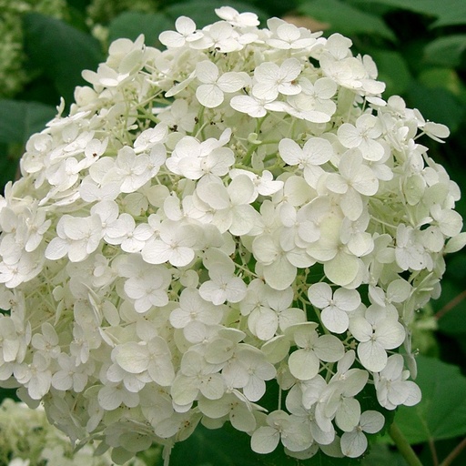 Ballhortensie - Hydrangea arborescens 'Annabelle'