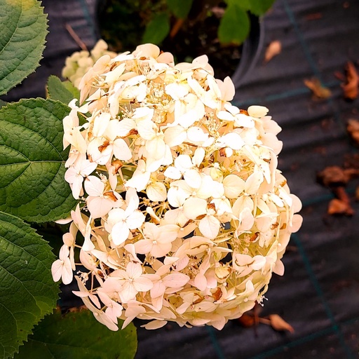 Ballhortensie - Hydrangea arborescens 'Candybelle® Marshmallow' C3