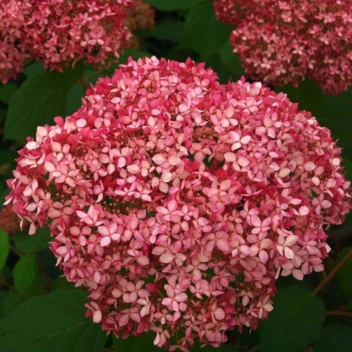 Ballhortensie - Hydrangea arborescens Proven Winners® 'Pink Annabelle'® 30-40cm