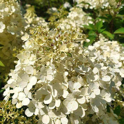 Rispenhortensie - Hydrangea paniculata 'Bobo'® C3