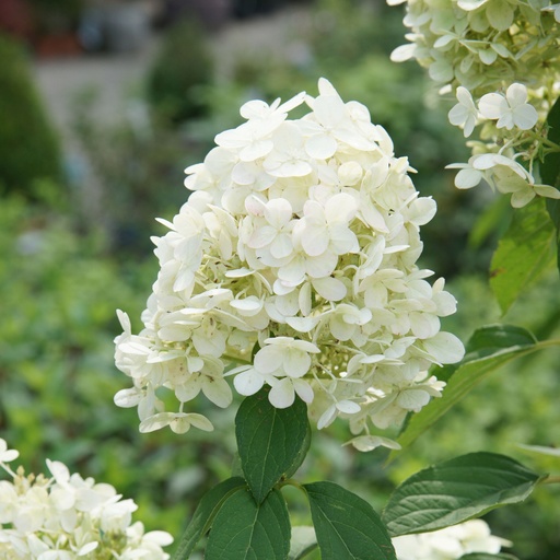 Rispenhortensie - Hydrangea paniculata 'Limelight' C3