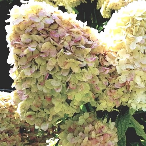 Rispenhortensie - Hydrangea paniculata 'Phantom' 40-60cm