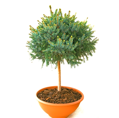 goldene, handveredelte Zwergfichte - Picea omorika 'Goldball' -  60cm Stämmchen gold/grün- nadelig Krone: 20- 30cm