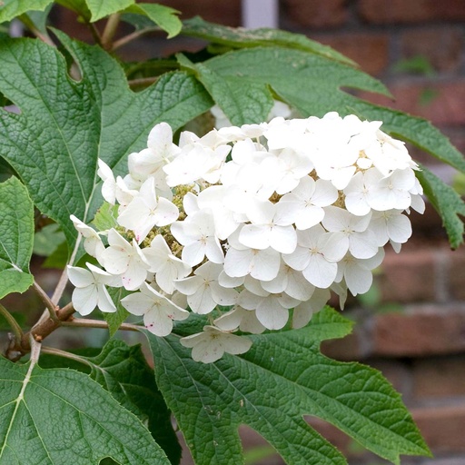 Eichenblättrige Hortensie - Hydrangea quercifolia 'Ice Crystal'® BüC5