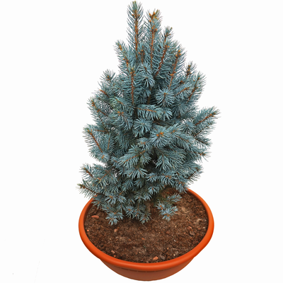 handveredelte Säulen- Blaufichte - Picea pungens 'Lady Blue Ice' - Säulen- Blaufichte silber/blau- nadelig 60-80cm