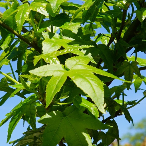 Kugel-Amberbaum - Liquidambar styraciflua 'Gum Ball' Stamm 150cm