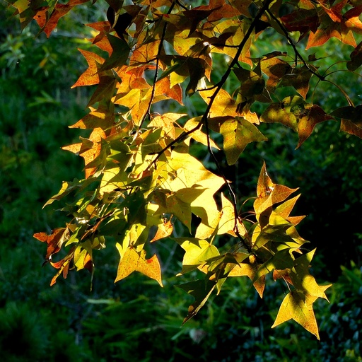 Kugel-Amberbaum - Liquidambar styraciflua 'Gum Ball' Stamm 150cm