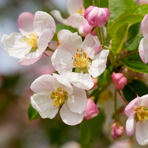 Zierapfel - Malus 'Red Sentinel' 80-100cm