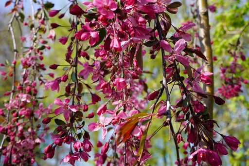 Zierapfel - Malus 'Royal Beauty' 80-100cm