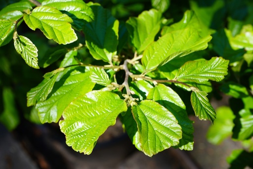 Persischer Eisenholzbaum - Parrotia persica 80-100cm
