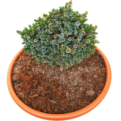 handveredelte Miniaturfichte - Picea omorika 'Partschfeld' -  Miniaturfichte silber/grün- nadelig 15- 20cm