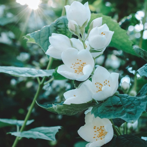 Gartenjasmin - Philadelphus 'Belle Etoile'