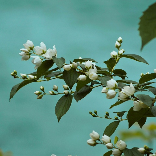 Gartenjasmin - Philadelphus 'Minnesota Snowflake' 40-50cm