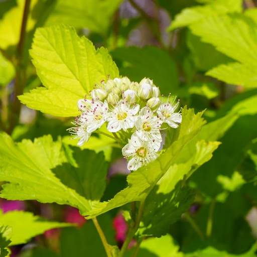 Gelbe Blasenspiere - Physocarpus opuifolius 'Dart's Gold'