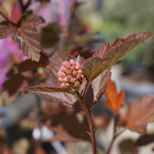 Fasanenspiere - Physocarpus opulifolius 'Lady in Red'® 40-50cm