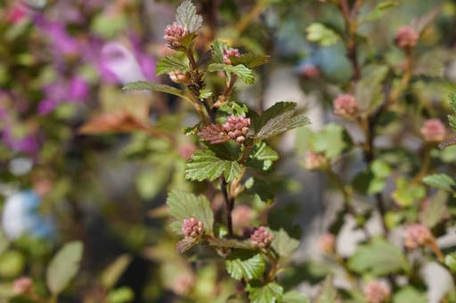 Buntblättrige Fasanenspiere - Physocarpus opulifolius 'Magical Sweet Cherry Tea' 30-40cm