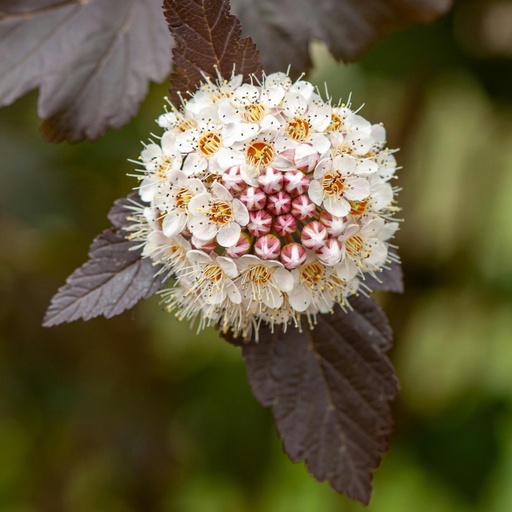 Blasenspiere - Physocarpus opulifolius Proven Winners® 'Tiny Wine'®