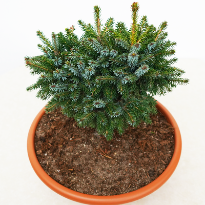 handveredelte Zwergfichte - Picea omorika 'Nana' -  Zwergfichte silber/grün- nadelig 15- 20cm