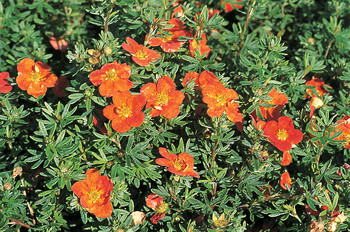 Fingerstrauch - Potentilla fruticosa 'Red -Ace' 25-30cm