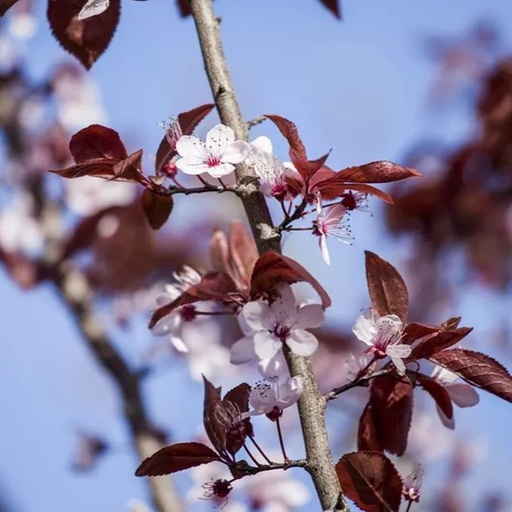 Blutpflaume - Prunus cerasifera 'Nigra' 80-100cm
