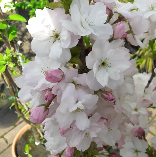 Säulenkirsche - Prunus serrulata 'Amanogawa' BüC3