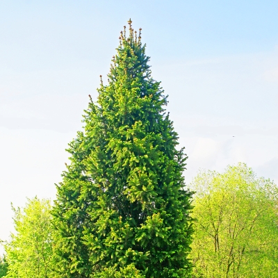 handveredelte Säulenfichte - Picea abies 'Cupressina' - Säulenfichte grün- nadelig