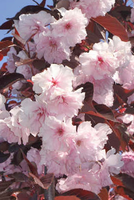 Japanische Nelkenkirsche - Prunus serrulata 'Royal Burgundy'® Stamm 120cm