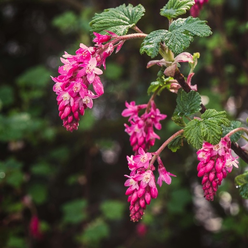 Blutjohannisbeere / Zierjohannisbeere - Ribes sanguineum 'King Edward VII'