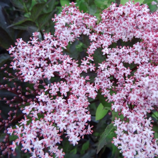 Schwarzer Holunder - Sambucus nigra 'Black Beauty'® BüC3