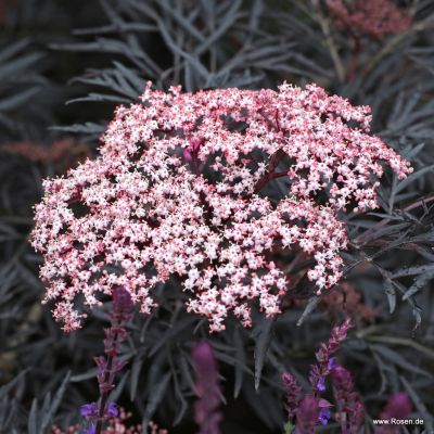 Schwarzer Holunder - Sambucus nigra 'Black Lace'® BüC3