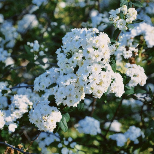 Prachtspiere - Spiraea vanhouttei 60-80cm