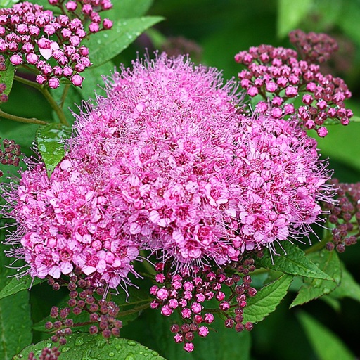 Sommerspiere - Spiraea bumalda 'Superstar'® 30-40cm