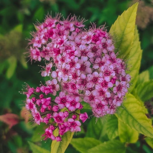 Sommerspiere - Spiraea bumalda 'Superstar'®