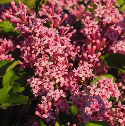 Meyer's Zwerg-Flieder - Syringa meyeri Flowerfesta 'Pink' Stamm 60cm