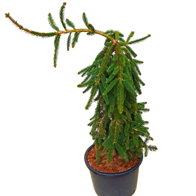 handveredelte Hänge- Fichte - Picea abies 'Inversa' - Hänge- Fichte grün- nadelig 80- 100cm