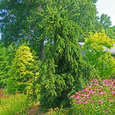 handveredelte Hänge- Fichte - Picea abies 'Inversa' - Hänge- Fichte grün- nadelig