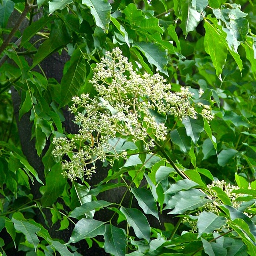Bienenbaum / Tausendblütenstrauch - Tetradium daniellii / Euodia hupehensis 100-125cm