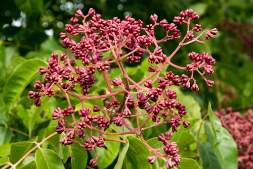 Bienenbaum / Tausendblütenstrauch - Tetradium daniellii / Euodia hupehensis 100-125cm